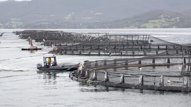 Tassal will face an independent audit of its Macquarie Harbour operations next week as well as being ordered to destock one of its leases. Picture: PETER MATHEW