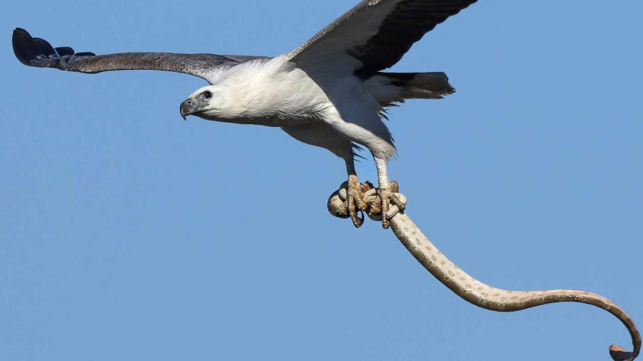 White-bellied sea eagle captures a huge sea snake. Picture: Glen Vidler.