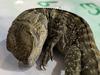 Exposed: Student used popular kid’s toy in reptile smuggle bid