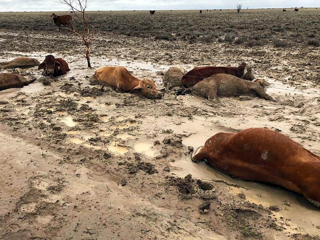 Farmers are faced with cleaning up their dead animals. Picture: Anthony Anderson
