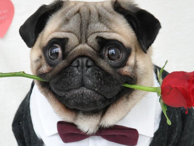 HERISAU, SWITZERLAND - UNKOWN: Nutello pictured in a Valentine's Day themed suit, in 2015, Herisau, Switzerland. AN ADORABLY grumpy pug with fashion sense fit to grace the pages of Vogue has become an instant internet sensation. Nutello, the one and a half year old fawn pug, entertains his 14,000 followers on Instagram with his fashion-forward outfits complete with a model-worthy frown. Each post racks up more than 1,000 likes on his account '@nutellothepug despite Nutello only joining the social network in October 2014. The level of interest the hipster pet has amassed has taken his owners, Melina Kapkovic and her husband Tarik, from Herisau, Switzerland, by surprise. PHOTOGRAPH BY @nutellothepug / Barcroft Media (Photo credit should read @nutellothepug / Barcroft Media via Getty Images)