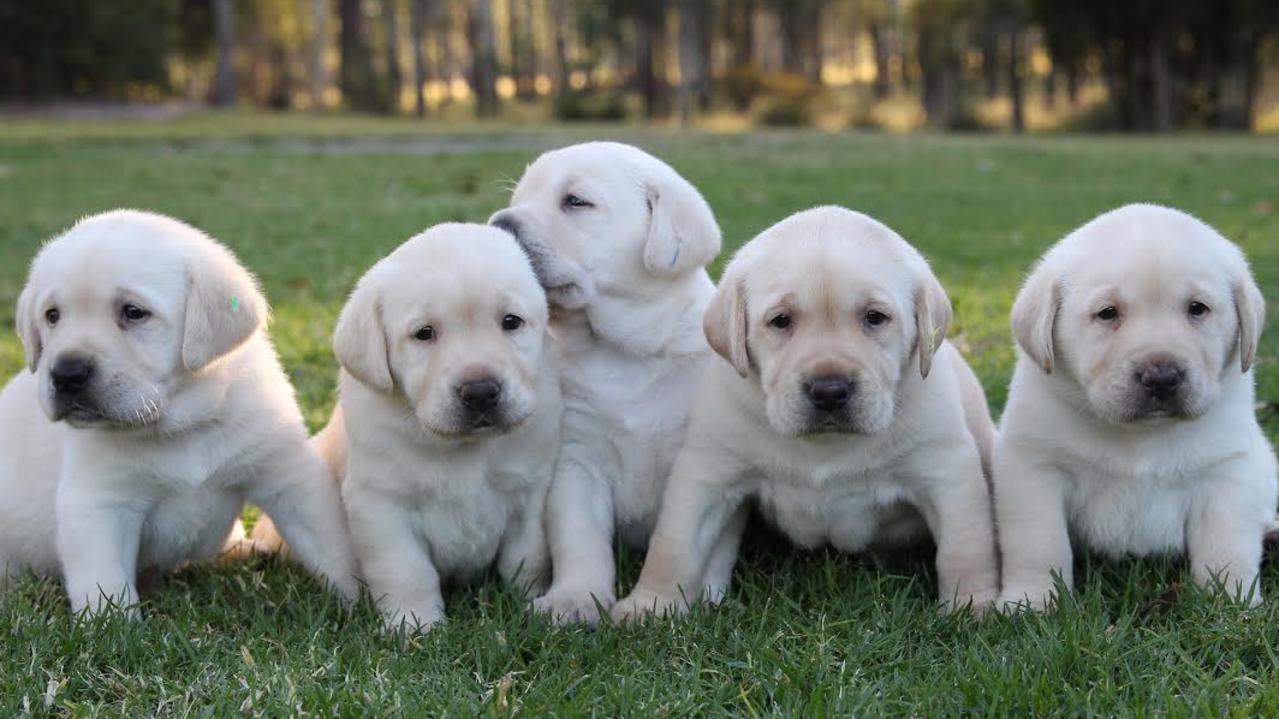 Guide Dogs NSW bring puppies to Martin Place CBD lunch | Daily Telegraph