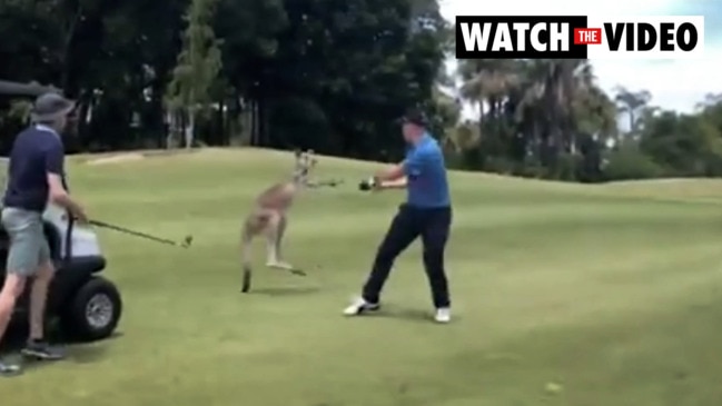 Shocking moment angry kangaroo attacks golfer