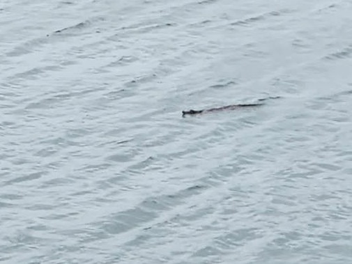 Mackay man Avano Ferrerii was at the harbour wall at around 4.20pm on January 5 when he spotted a 2.3m crocodile coming into the bay. Â Photo: Avano Ferrerii