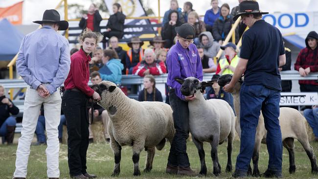 Ram judging at the 2019 Agfest event. Picture: CHRIS KIDD