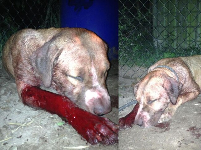 Jared Nathan Trenear pleaded guilty to eight counts of dog fighting, one count of failing to treat illness or disease, one count of failing to provide water, one count of inappropriate living conditions and one count of permitting an animal to injure another animal.