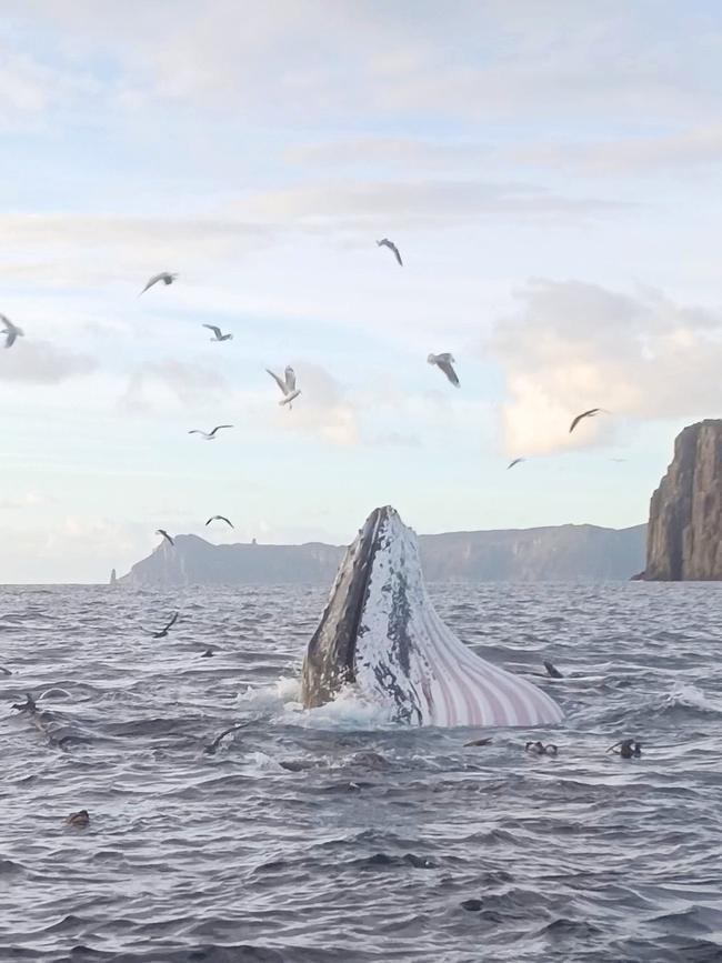 Humpback whales feeding off the mouth of Fortescue Bay at dawn on Friday. Image: Kane Bowman