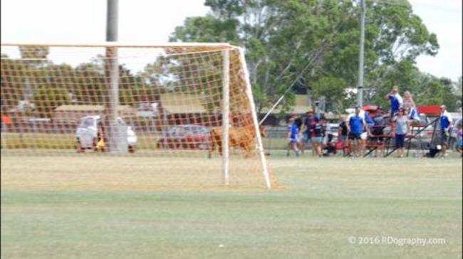 Steer invades pitch at junior football game