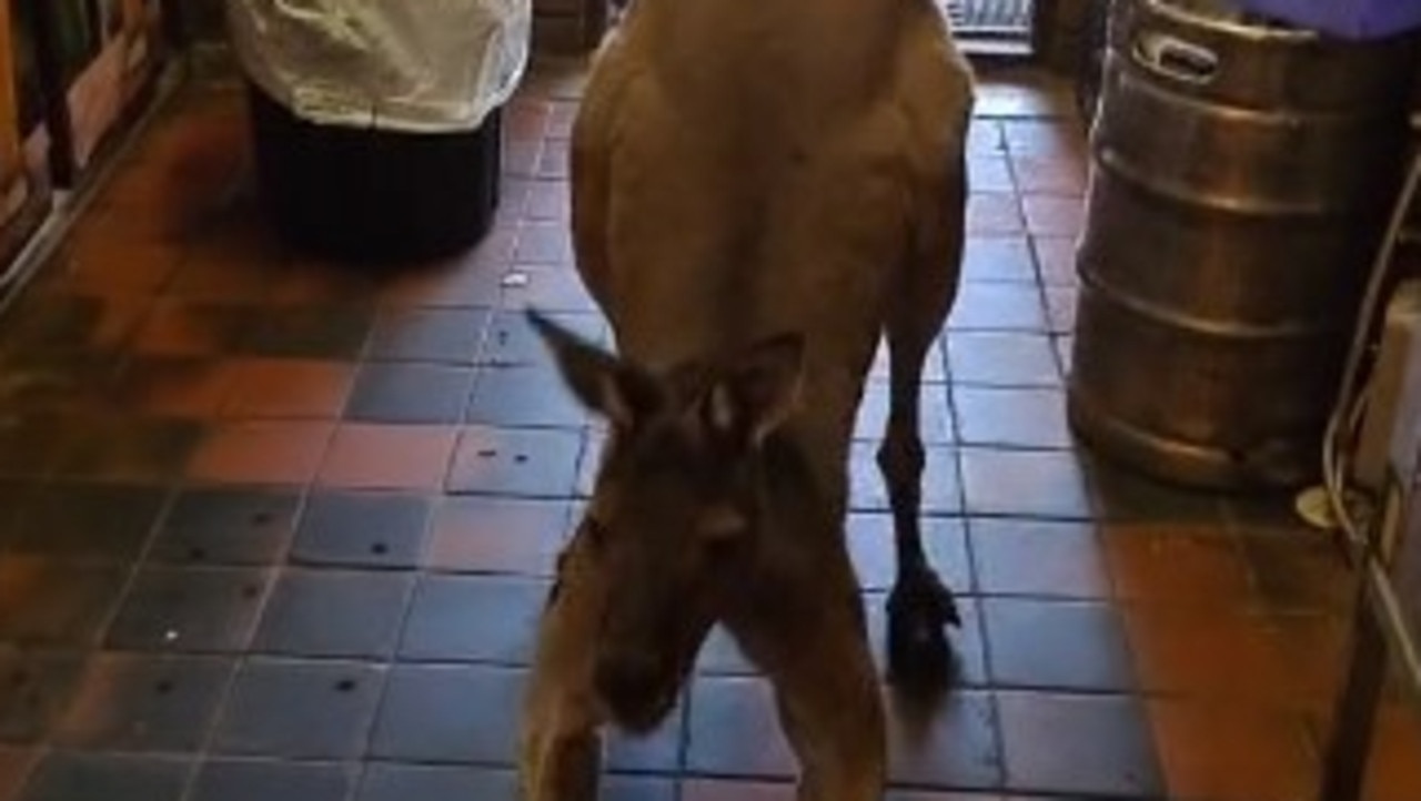 ‘Matt’ hops through the pub. Picture: supplied TikTok