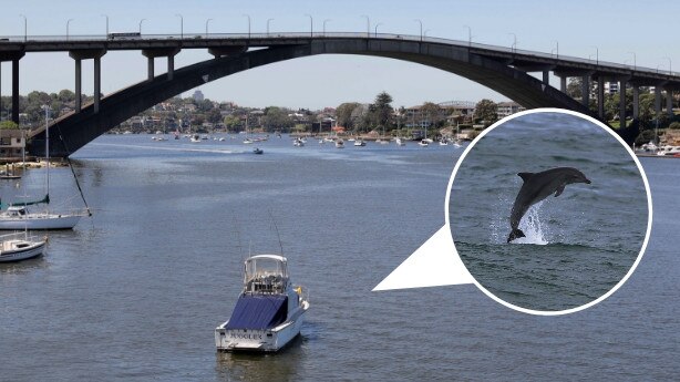 A dolphin was spotted frolicking near Gladesville Bridge.