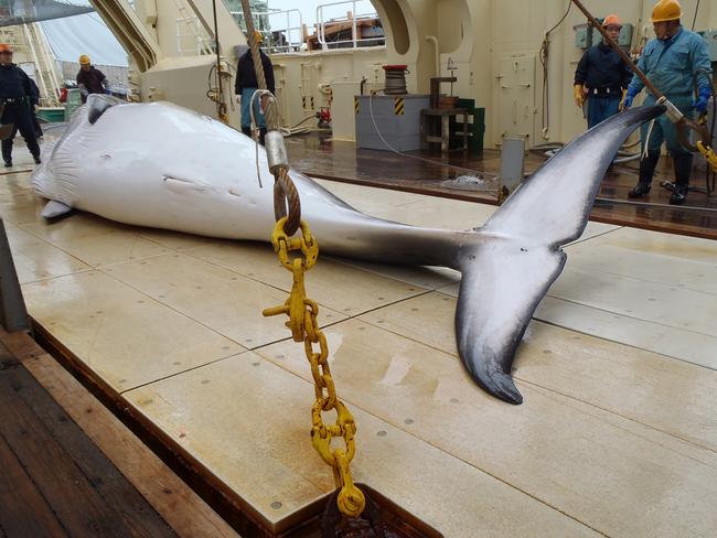 Hunted ... A photo from the Instutute of Cetacean Research on November 18 shows a minke whale on the deck of a whaling ship in the Antarctic Ocean. Picture: AFP / THE INSTITUTE OF CETACEAN RESEARCH