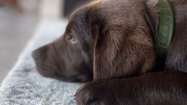 Labradors are in the top breeds. Image: Kidspot