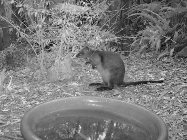 A wallaby takes a drink at Andrew Shepherd's bird bath. NSW real estate