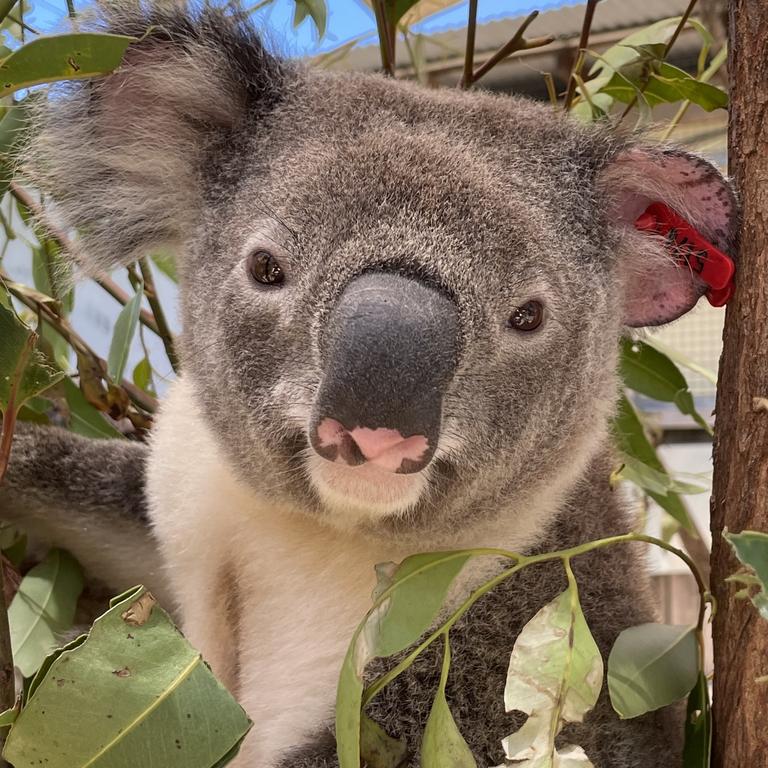 Two-year-old Jagger, the first koala bred in the Living Koala Genome Bank pilot project, has been released on the Gold Coast