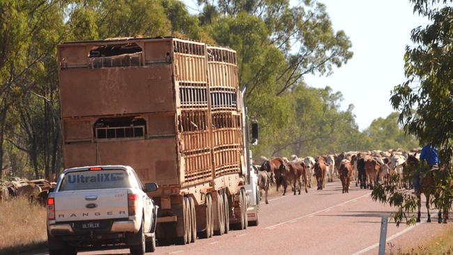 Cattle trucks slowed to pass through the mob of 1500 steers on the Gregory Developmental Road. The road is no longer on Infrastructure Australia’s priority list. Picture: Trudy Brown