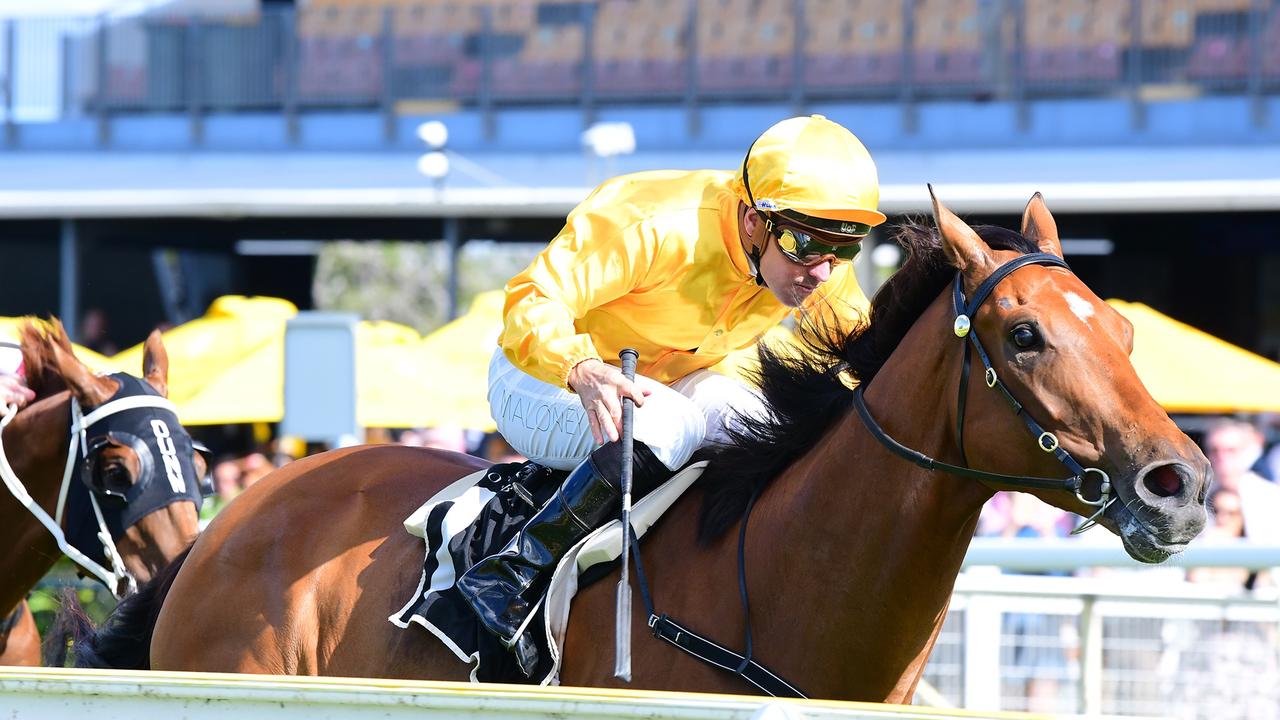 Supplied Editorial Imported galloper Without Revenge remains undefeated in Australia,
  winning at Doomben Pic credit Grant Peters, Trackside Photography
