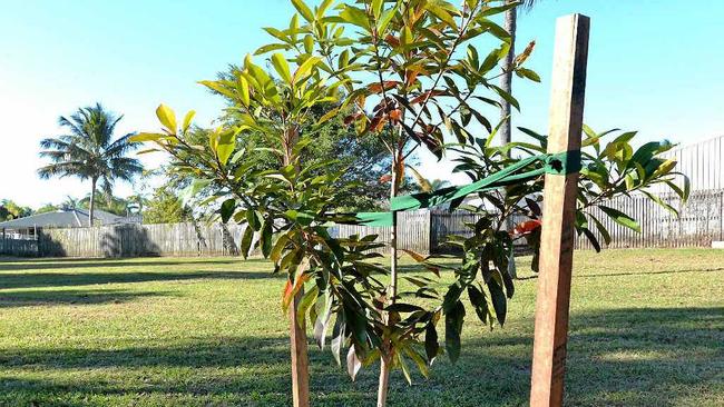 A plaque was laid and a small tree planted in honour of Marilyn Wallman by her 1972 Mackay North High School classmates. Picture: Lee Constable