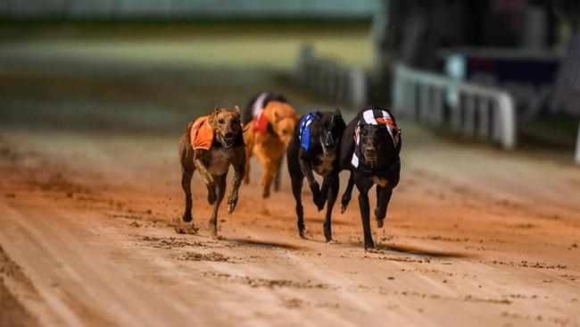 Greyhound racing has become an ‘easy target’ for activists | The Weekly ...