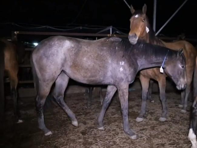 The report revealed horrific details about racehorse slaughter. Picture: ABC