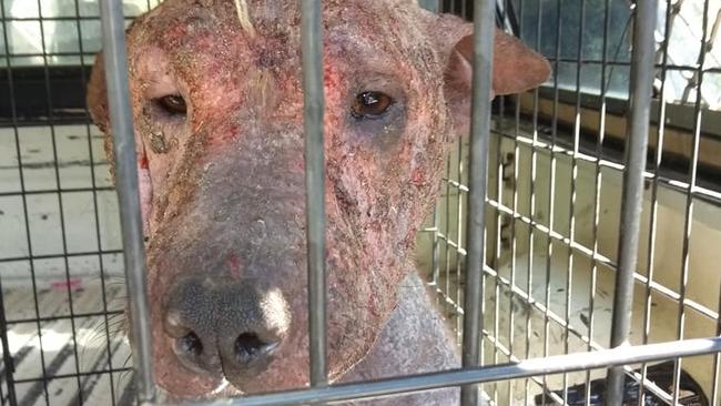 This animal with severe mange was rescued from Yarrabah in 2019.