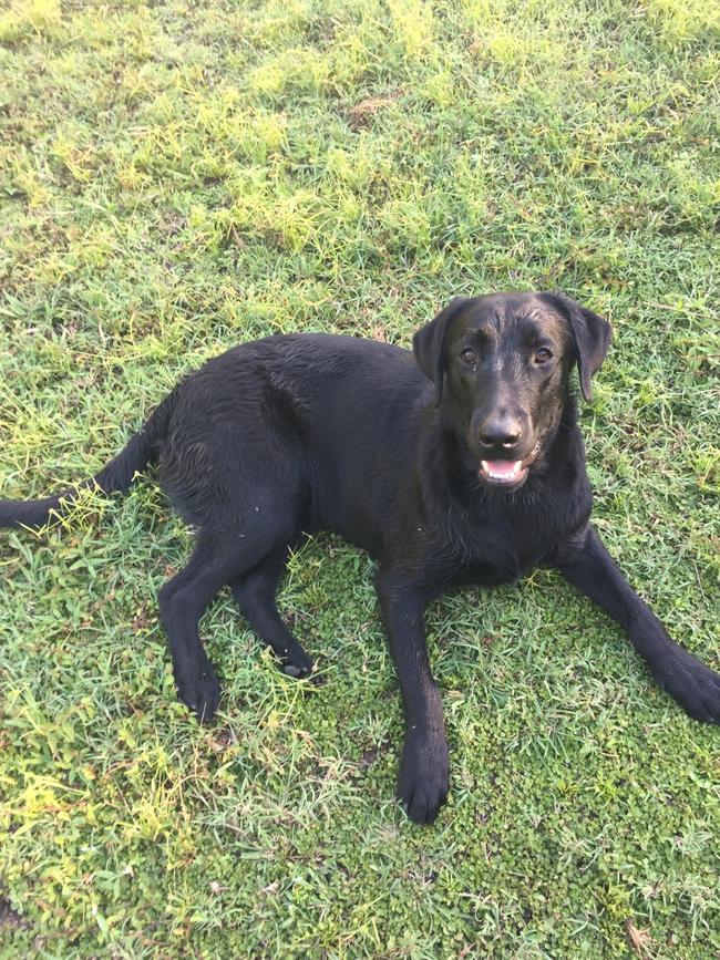 Pet labrador Cooper, who was attacked and killed by two pitbulls in the backyard of his property. Picture: Supplied