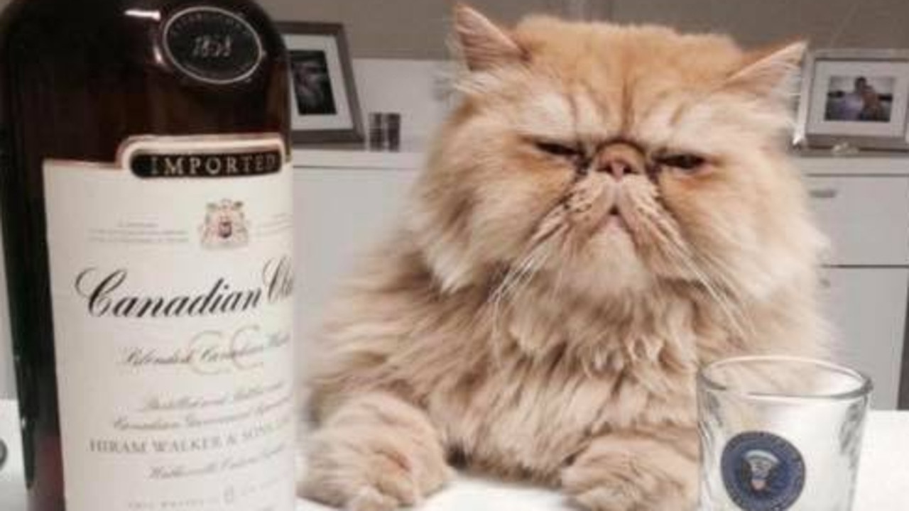 Leonardo Di Catrio enjoys a drink. Picture: Karin Hemberg. Coolest Cat photo competition. Quest Community News and Courier Mail SEA