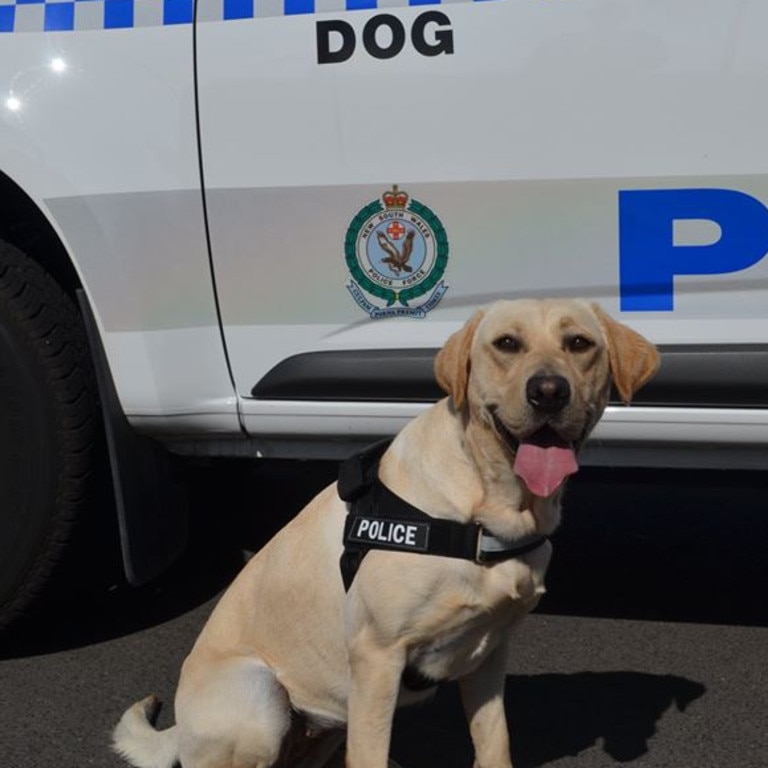 NSW Police Dog Unit assists major drug arrests in Sydney | Daily Telegraph