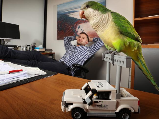 Yoshi the Quaker parrot and Mitch Perry at pet-friendly workplace Woollam Constructions, East Brisbane. Picture: Liam Kidston