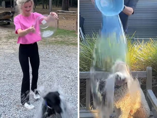 Sickening new social media trend with dogs
