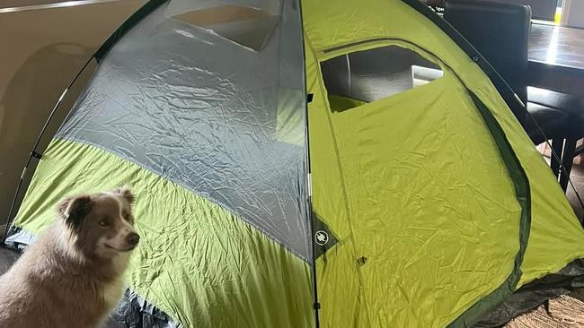 Steve Gill's chickens in a tent inside. Pic: Supplied