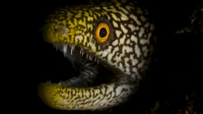 GCB Gold Coast Seaway at night. Eel in seaway at night PHOTO; credit C Level media