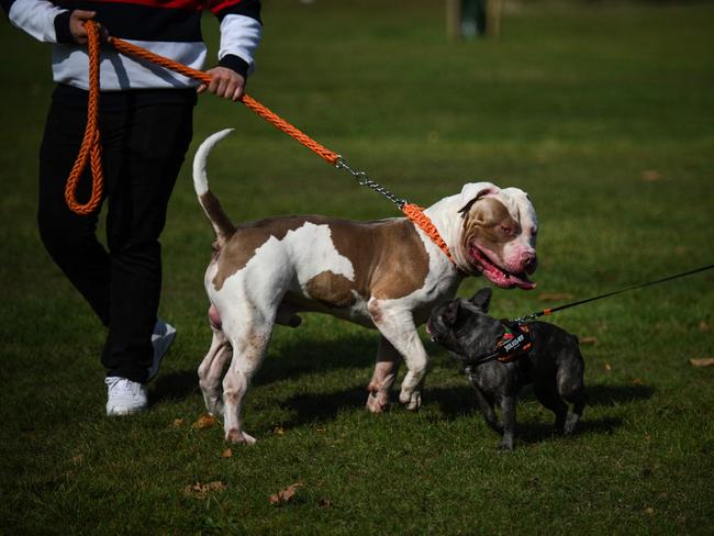 American Bully XL dog’s are about to be banned in the UK.