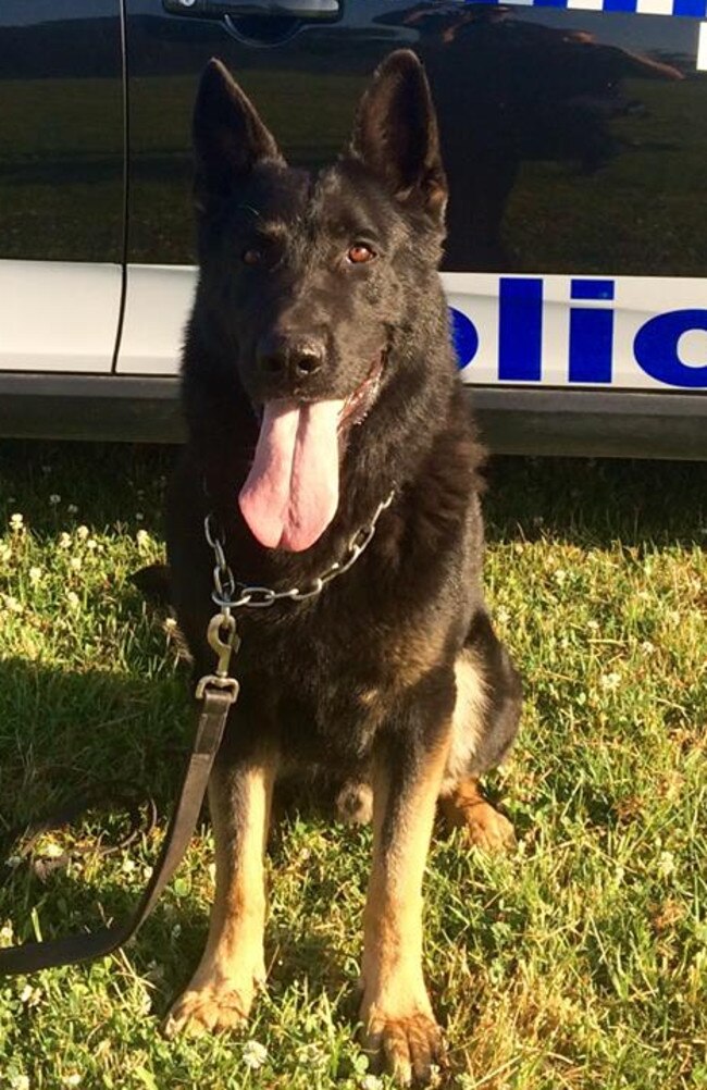 On the mend: Police Dog Kane Picture: Facebook/NSW Police Force