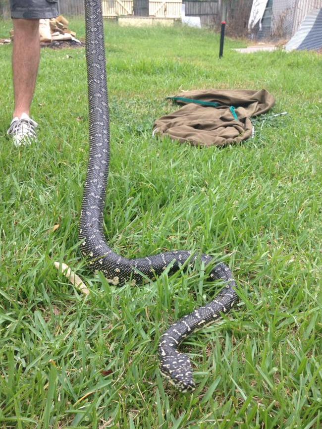 A diamond python snake found at Ruse.