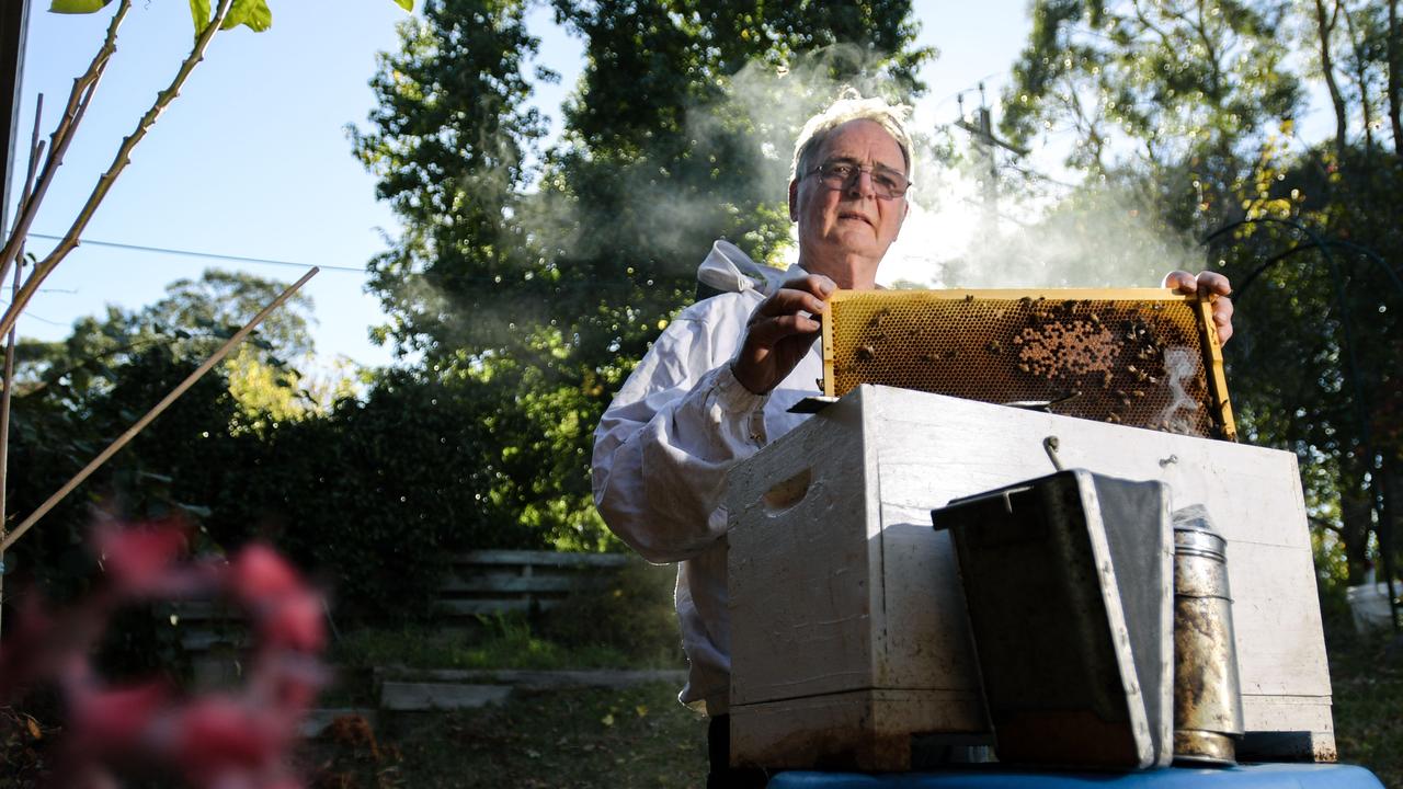 SA honey production slumps as bees struggle with dry weather | The ...