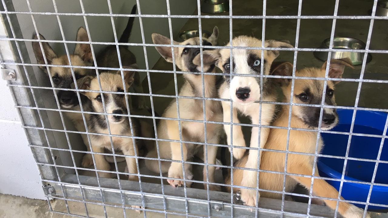 rspca-cairns-puppies-and-dog-seized-in-shocking-animal-cruelty-case