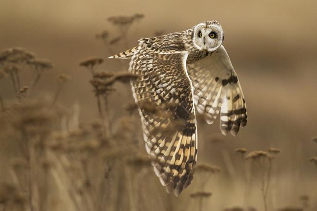 National Geographic Photography Contest ... Honorable Mention Nature Photo: “Shoulder Creek” A wild short-eared owl completes a shoulder check in case something was missed. Northern harriers were also hunting in the field and these raptors will often steal a kill from the owls. Location: Boundary Bay, BC, Canada. Picture: Henrik Nilsson /National Geographic 2014 Photo Contest