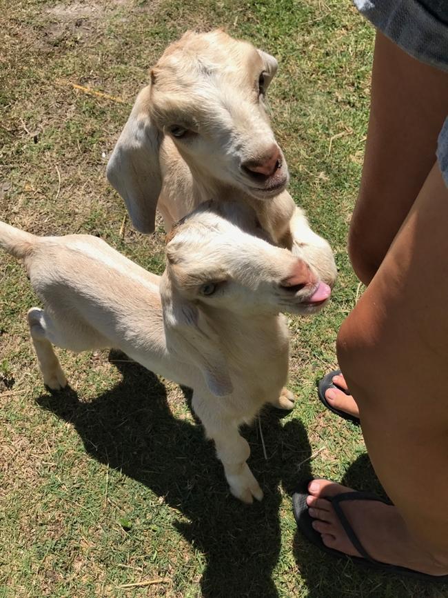 PEANUT  CRICKET: Meet the new kids on the block at My Little Farm Friends. Follow their antics on Insta @my_little_farm_friends