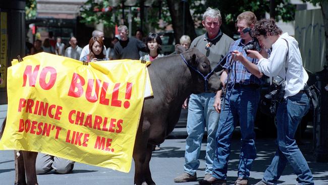 Pro-Republican cattle handlers Neil Barton and Ian Evans lead miniature murray grey bull "Titan" around Sydney Town Hallto promote Yes vote in Republic referendum.