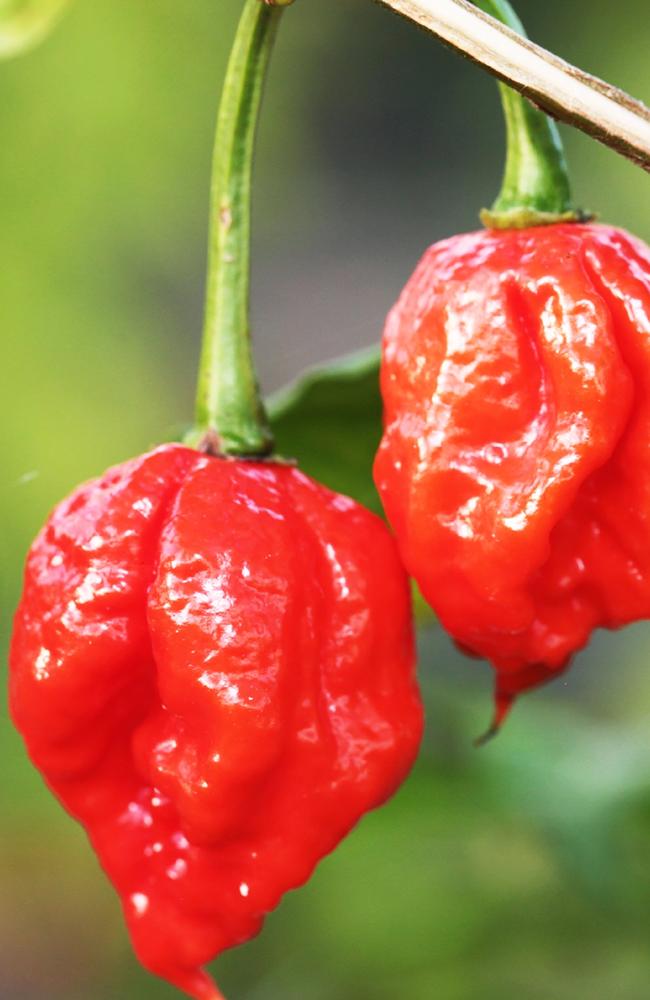 How To Say Carolina Reaper In Spanish