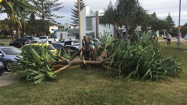 A pandanus tree which was destroyed by vandalism in Burleigh.