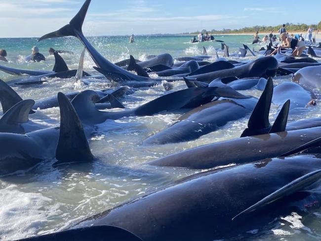 Mass stranding of pilot whales at Toby Inlet near Dunsborough in Western Australia. Picture: ABC News: Anna-Lise Murch