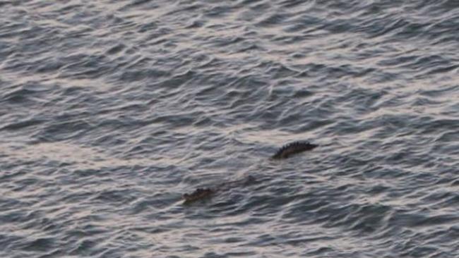 A large crocodile was sighted swimming less than 100m from the water's edge at The Strand.