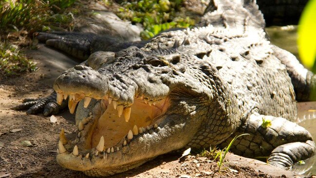 Man mauled by croc in remote Cape York