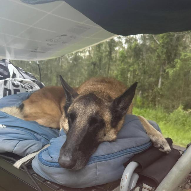 Townsville Veteran Garth Murray and his Assistance Dog Max have reached Sydney on their long walk around Australia for a good cause. Picture: Supplied