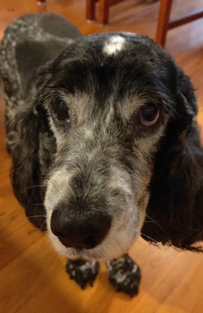 Cocker spaniel Aeryn, pictured on her 12th birthday. Picture: Meredith Pokarier/Facebook