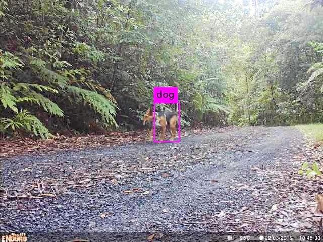 A wild dog wandered past this camera trap unaware it alerted the research team of its presence. Picture: Contributed