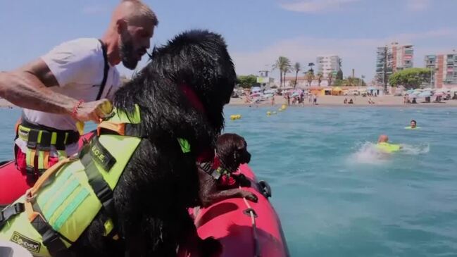 These four-legged lifeguards patrol a Spanish beach