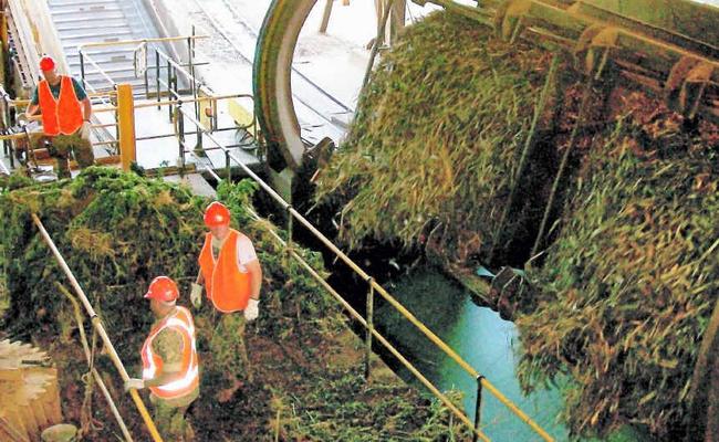 An $82m dope crop is prepared for destruction at Farleigh sugar mill. The illegal crop, found at a Mt Pelion property, was Queensland’s biggest cannabis haul of 2011 and had to be destroyed at the mill due to a fire ban. Picture: CONTRIBUTED