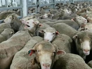 The live export trade may be big business, but it is one that shames Australia.